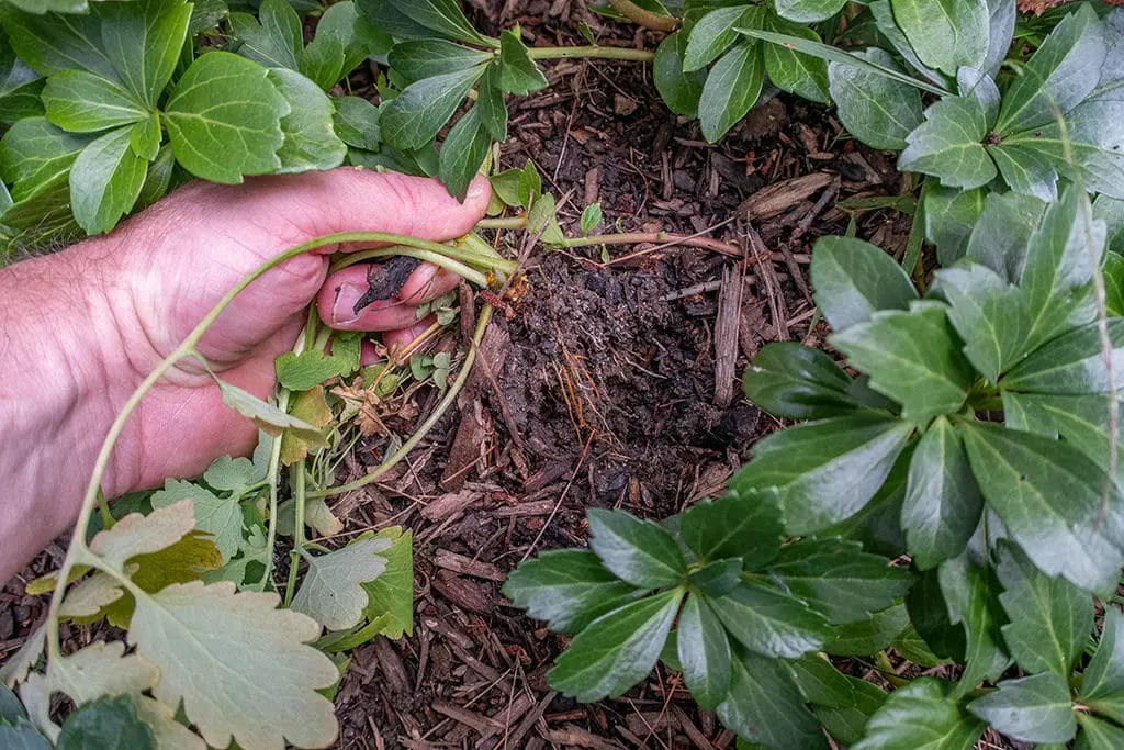 Korov6 | Moje Dvorište Čupanje korova | Moje Dvorište