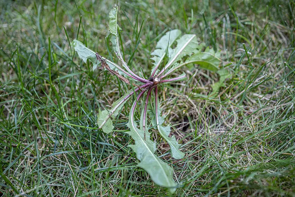 Korov7 | Moje Dvorište Maslačak | Moje Dvorište