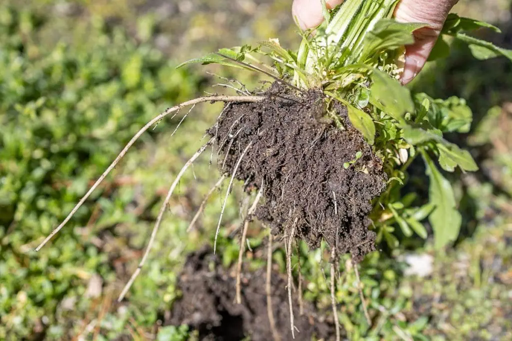 Korov9 | Moje Dvorište Zatim polako povucite da biste uklonili korenje korova i sve | Moje Dvorište