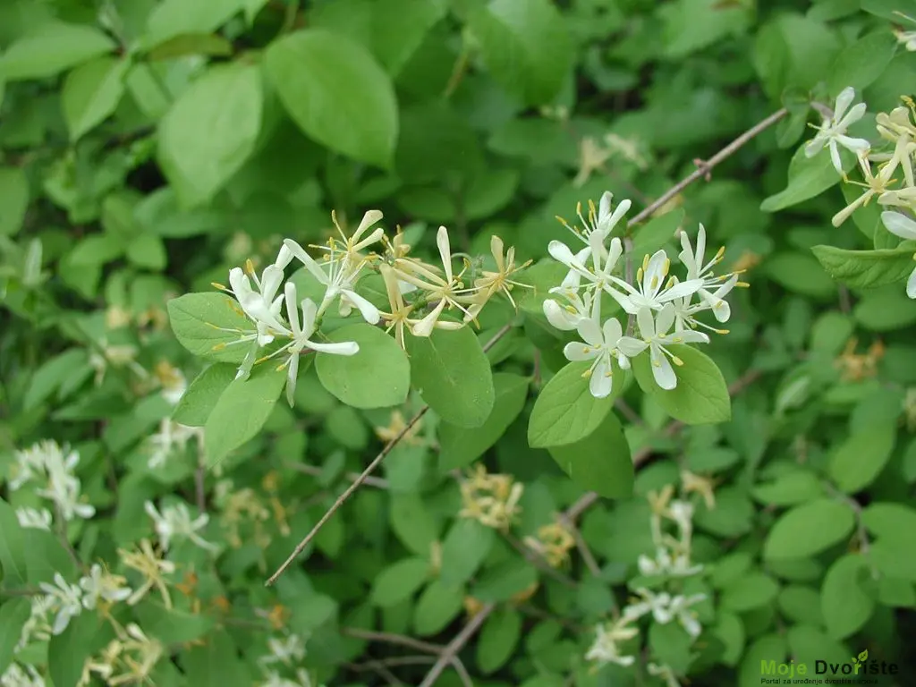 Lonicera morrowii | Moje Dvorište Lonicera morrowii | Moje Dvorište