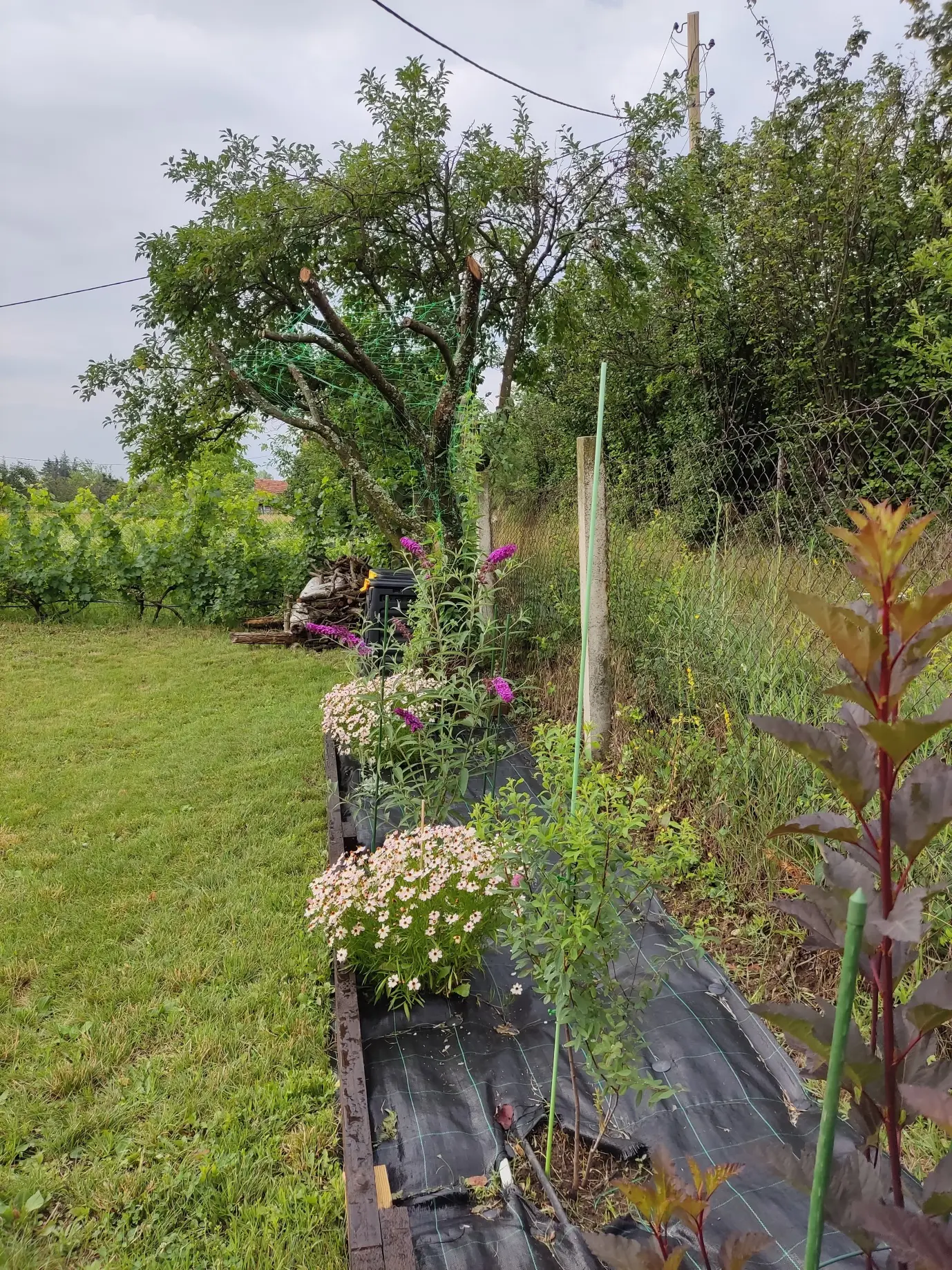 Malčaranje11 | Moje Dvorište Sintetička malč folija je odlična u kombinaciji sa težim malčevima. | Moje Dvorište