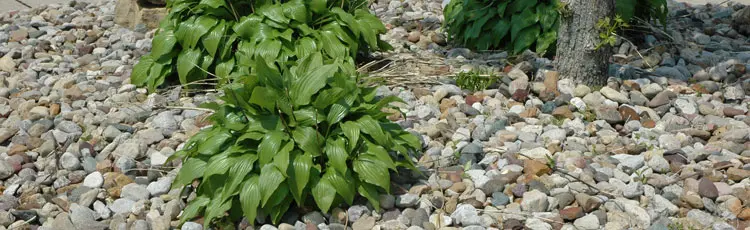 Malčaranje6 | Moje Dvorište Teži malč od separisanog kamena u gredici | Moje Dvorište