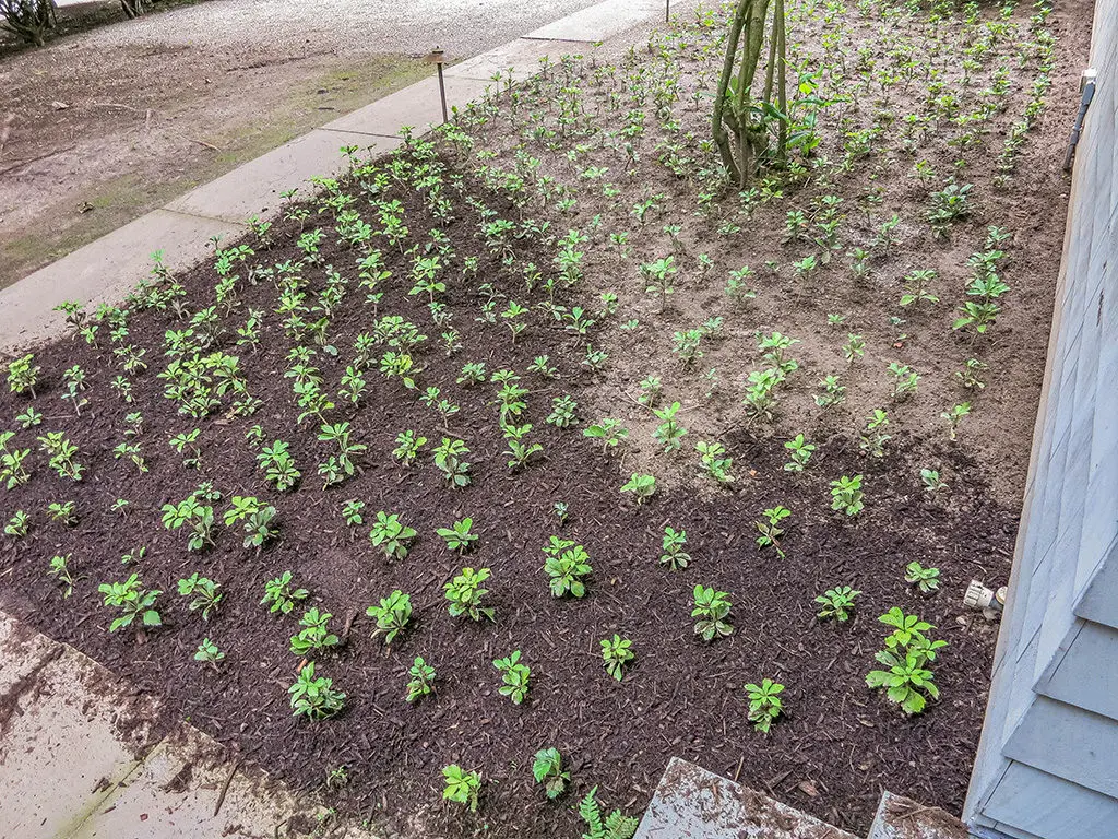 Malčaranje8 | Moje Dvorište Procena pokrivenosti malčom | Moje Dvorište