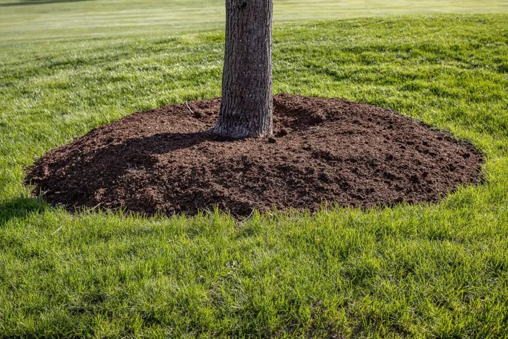Malčaranje9 | Moje Dvorište Nanesite tanki sloj oko osnove bilјke | Moje Dvorište
