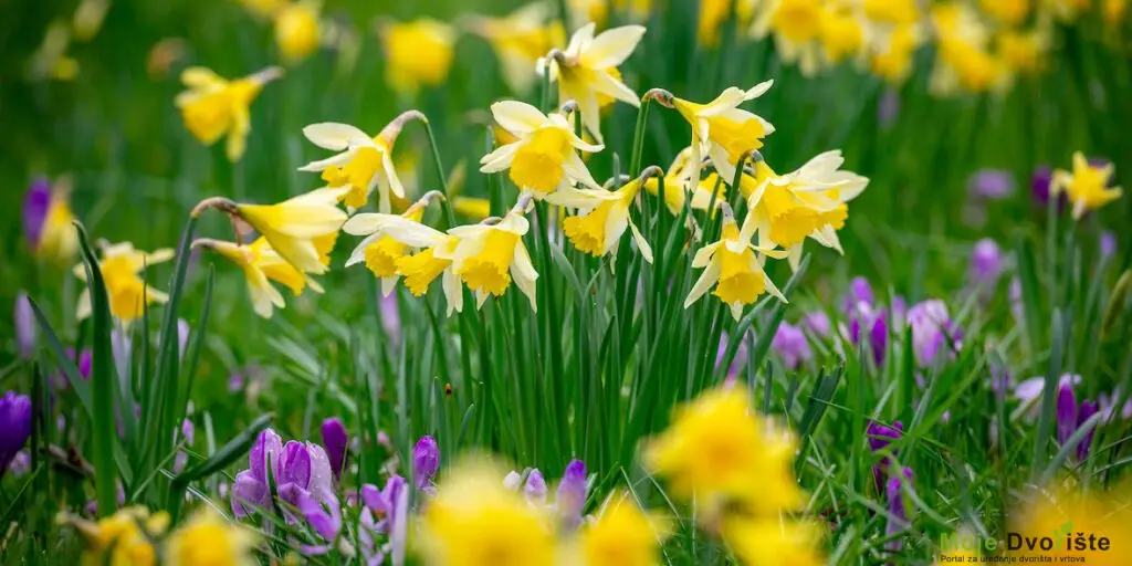 Mart u vrtu | Moje Dvorište Baštenski radovi u martu | Moje Dvorište