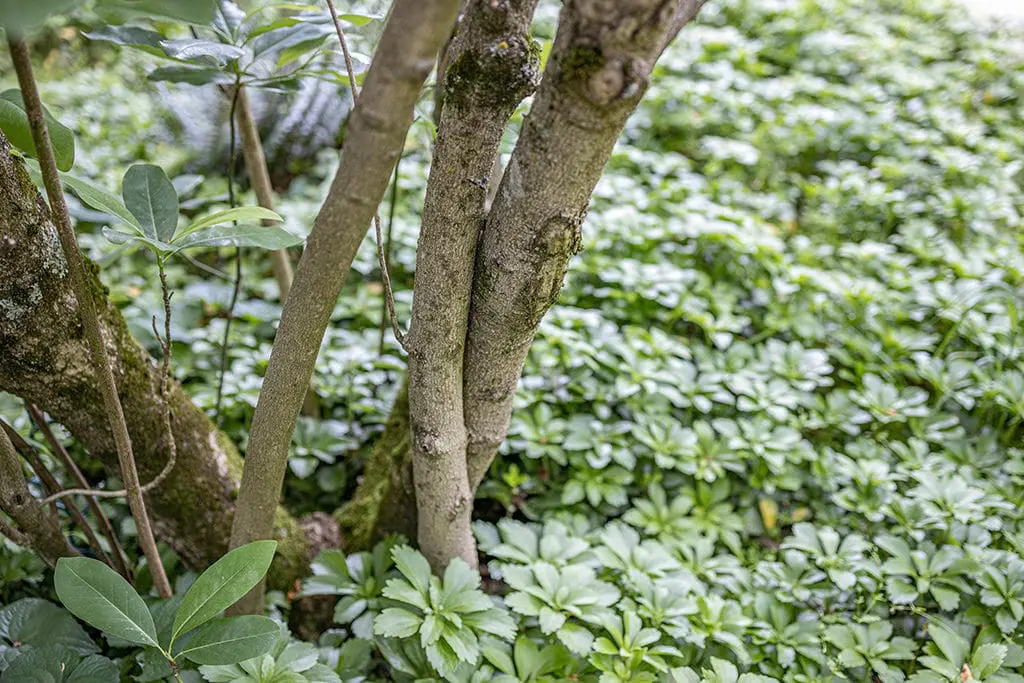 Orezivanje | Moje Dvorište Orezivanje | Moje Dvorište