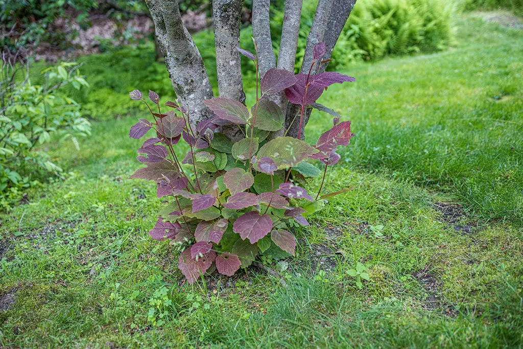 Orezivanje10 | Moje Dvorište Uklonite vodopije | Moje Dvorište