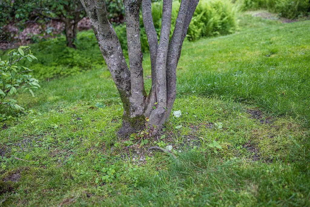 Orezivanje11 | Moje Dvorište Uklonite vodopije | Moje Dvorište