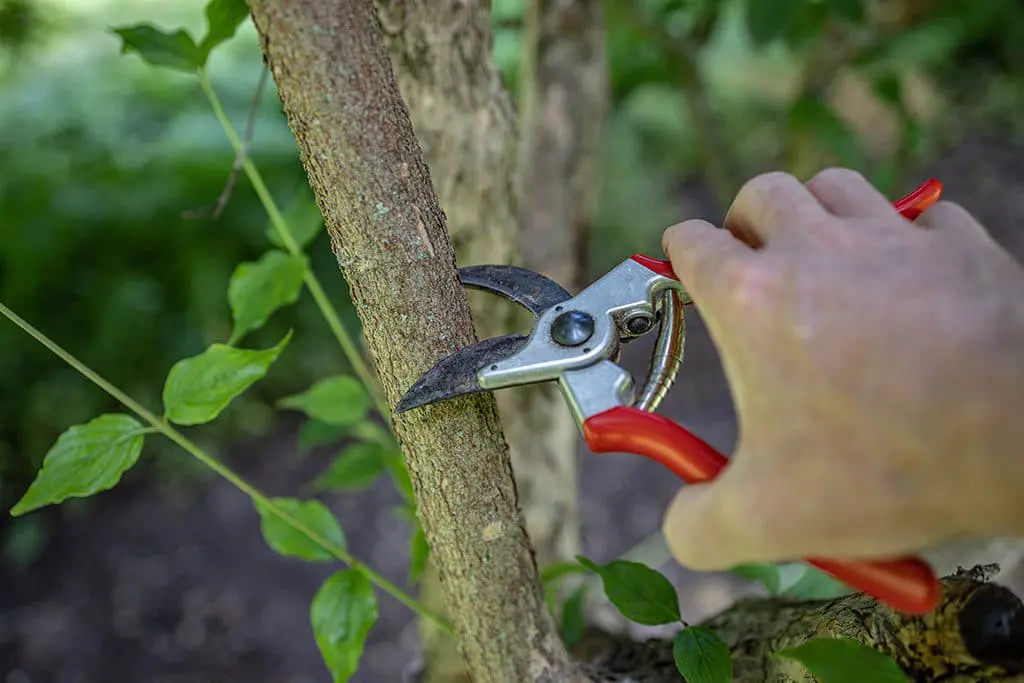 Orezivanje13 | Moje Dvorište Grane koje su predebele za ručne makaze. | Moje Dvorište