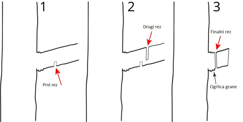 Orezivanje15 | Moje Dvorište Pravilni koraci za uklanjanje grana | Moje Dvorište