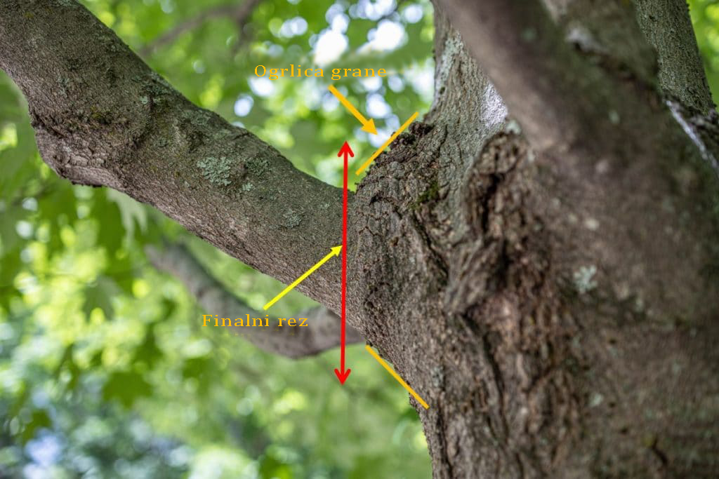 Orezivanje17 | Moje Dvorište Završni rez odmah nakon kragne grane | Moje Dvorište