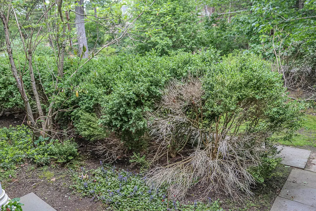 Orezivanje18 | Moje Dvorište Totalno rekonstrukcija pre | Moje Dvorište