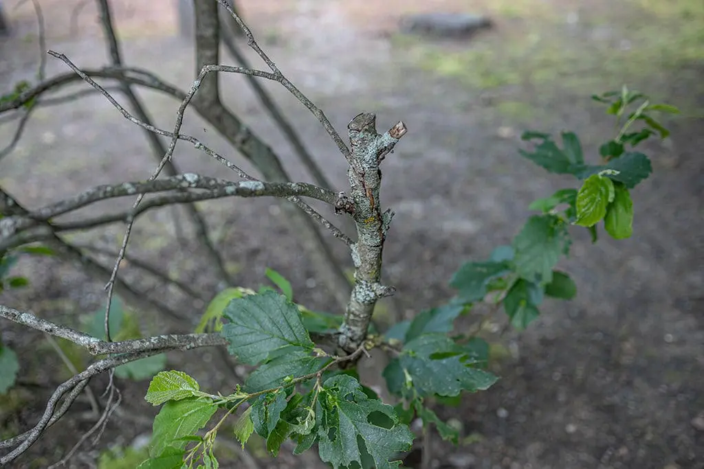 Orezivanje2 | Moje Dvorište Orezivanje za uklanjanje mrtvih grana. | Moje Dvorište