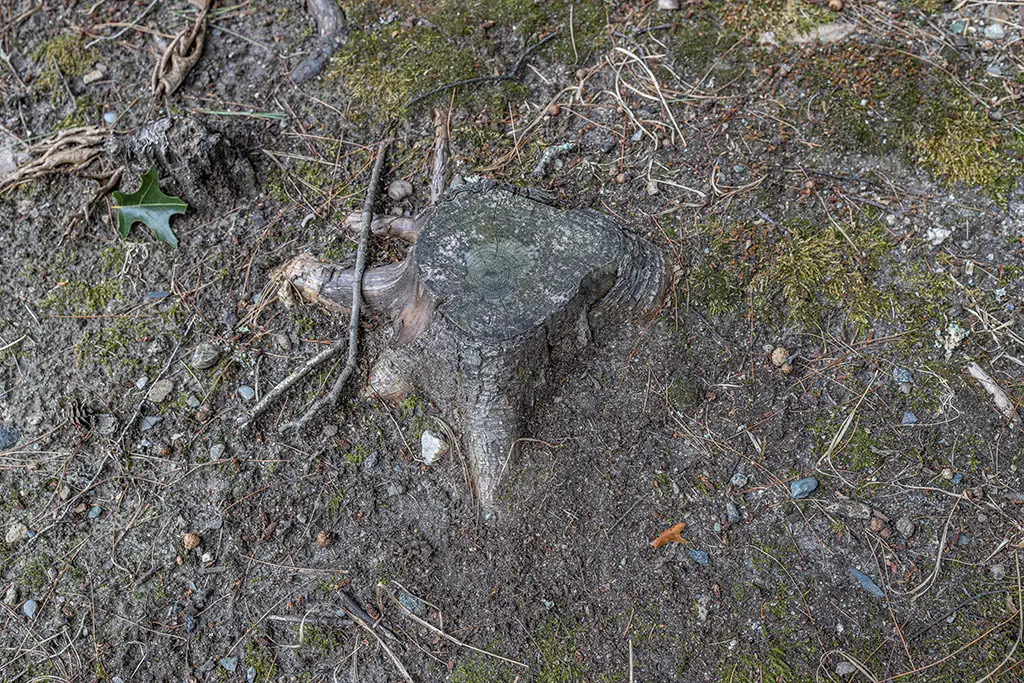 Orezivanje20 | Moje Dvorište Neki grmovi neće ponovo izrasti | Moje Dvorište