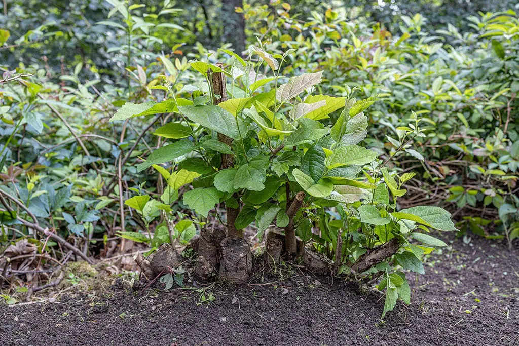Orezivanje21 | Moje Dvorište Drugima su potrebne godine da se vrate na veličinu | Moje Dvorište