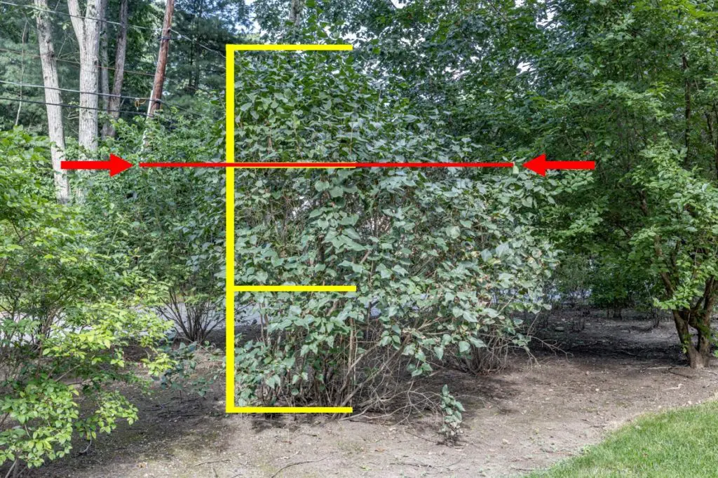 Orezivanje22 | Moje Dvorište Da biste bili sigurni, uklonite jednu trećinu visine bilјke godišnje | Moje Dvorište