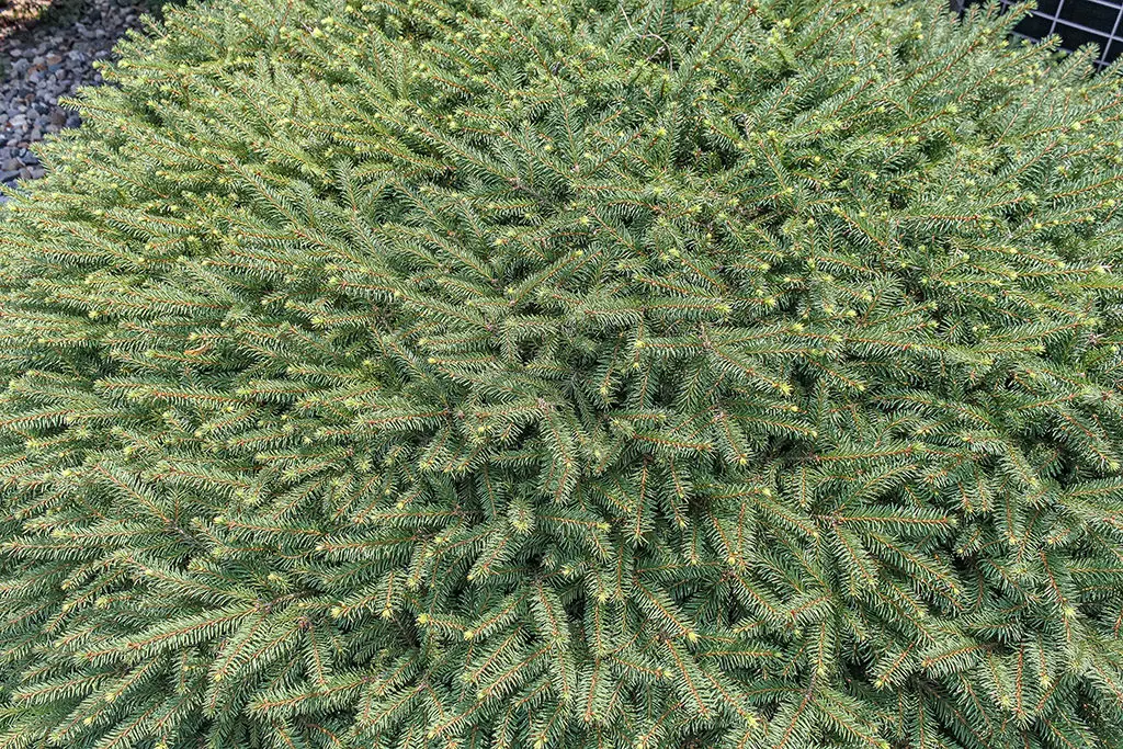 Orezivanje23 | Moje Dvorište Većina igličastih zimzelenih grmova ne može se obnoviti | Moje Dvorište