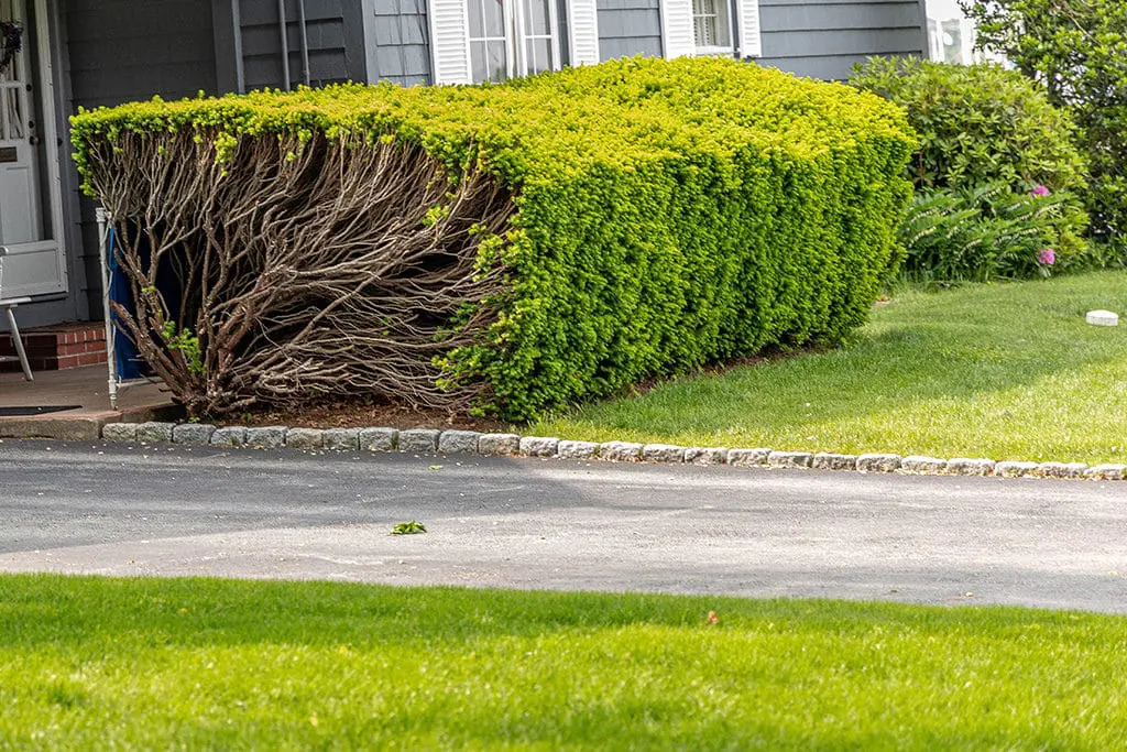 Orezivanje24 | Moje Dvorište Nepravilno šišanje je loše za bilјke | Moje Dvorište