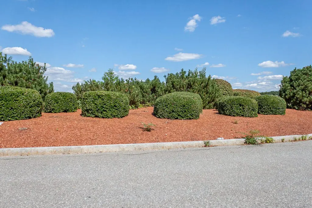 Orezivanje25 | Moje Dvorište Estetski gledano, šišanje nije uvek najbolјi izbor | Moje Dvorište