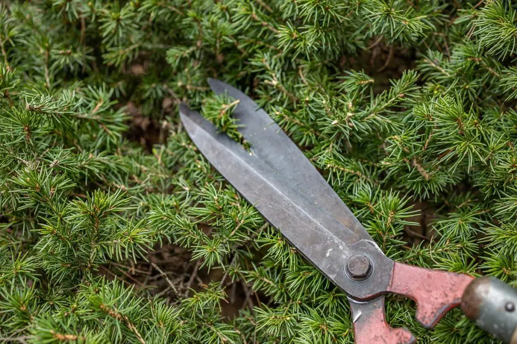 Izbegavajte previše šišanja odjednom | Moje Dvorište Izbegavajte previše šišanja odjednom | Moje Dvorište