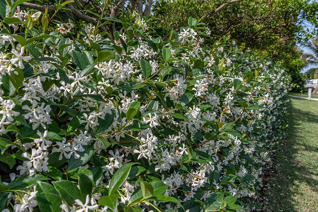 Orezivanje31 | Moje Dvorište Ovo održava stranice bujnim i kompaktnim | Moje Dvorište