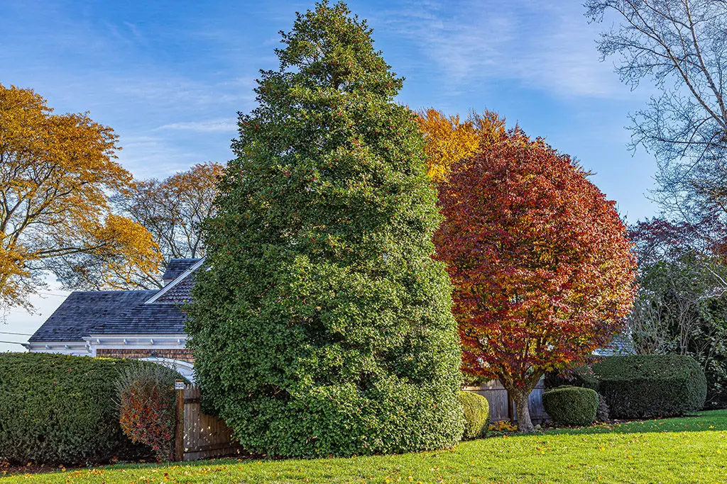 Orezivanje4 | Moje Dvorište Redovno Orezivanje je neophodno. | Moje Dvorište