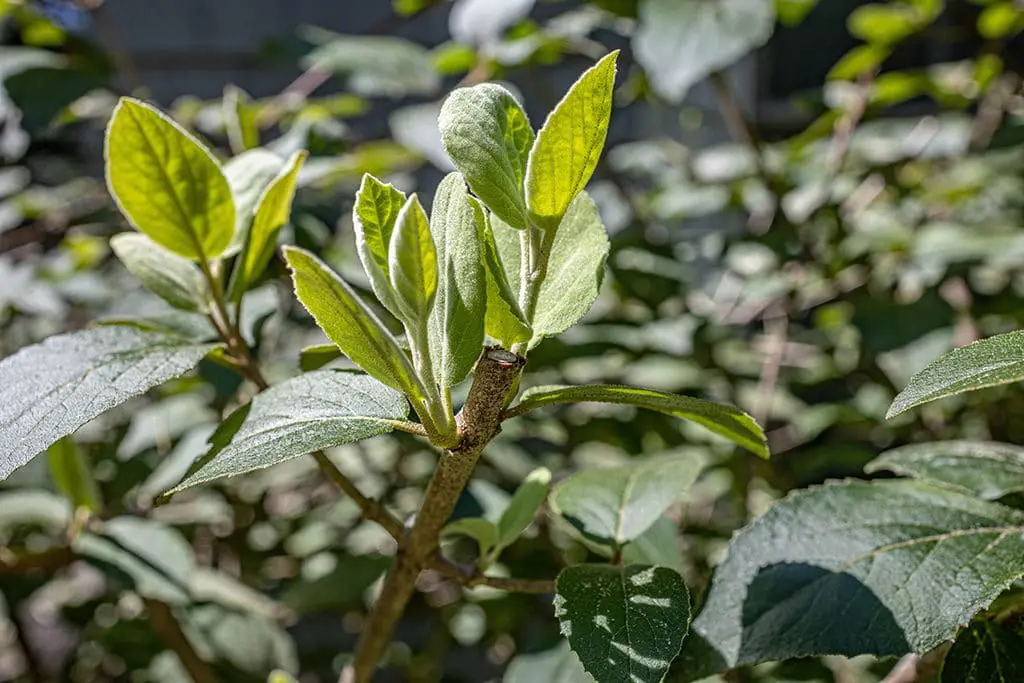 Orezivanje5 | Moje Dvorište Bilјke često reaguju na orezivanje stvaranjem novog rasta | Moje Dvorište