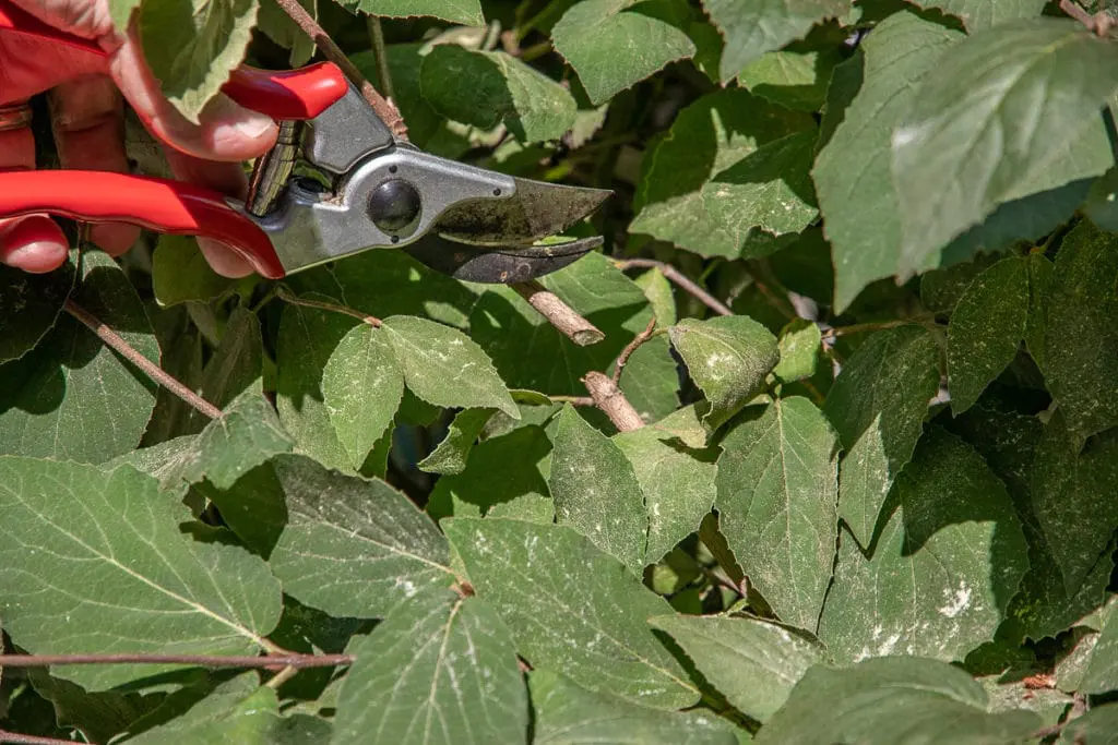 Napravite rez na grančici | Moje Dvorište Napravite rez na grančici | Moje Dvorište