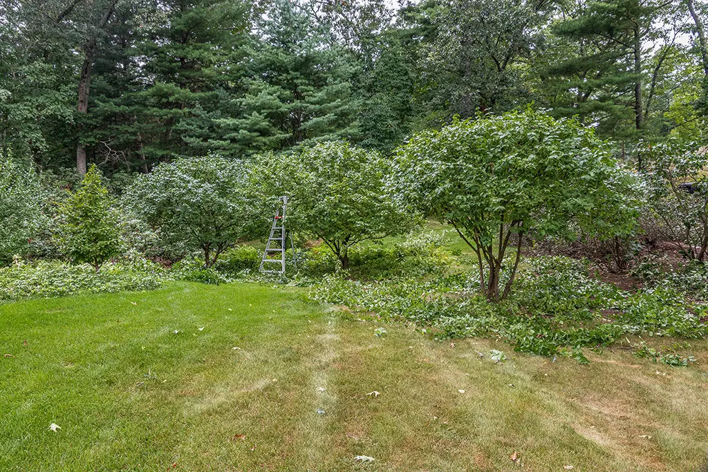 Orezivanje7 | Moje Dvorište Često se povlačite da biste bilјku pogledali iz dalјine | Moje Dvorište