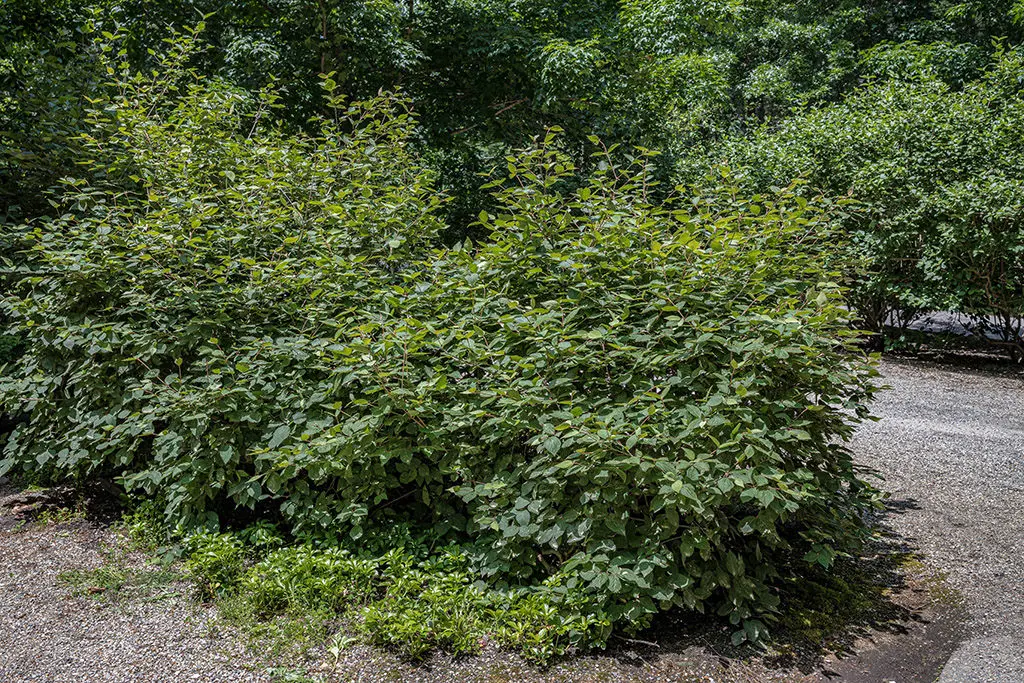 Orezivanje8 | Moje Dvorište Prređivanje omogućava svetlost i vazduh u bilјci | Moje Dvorište