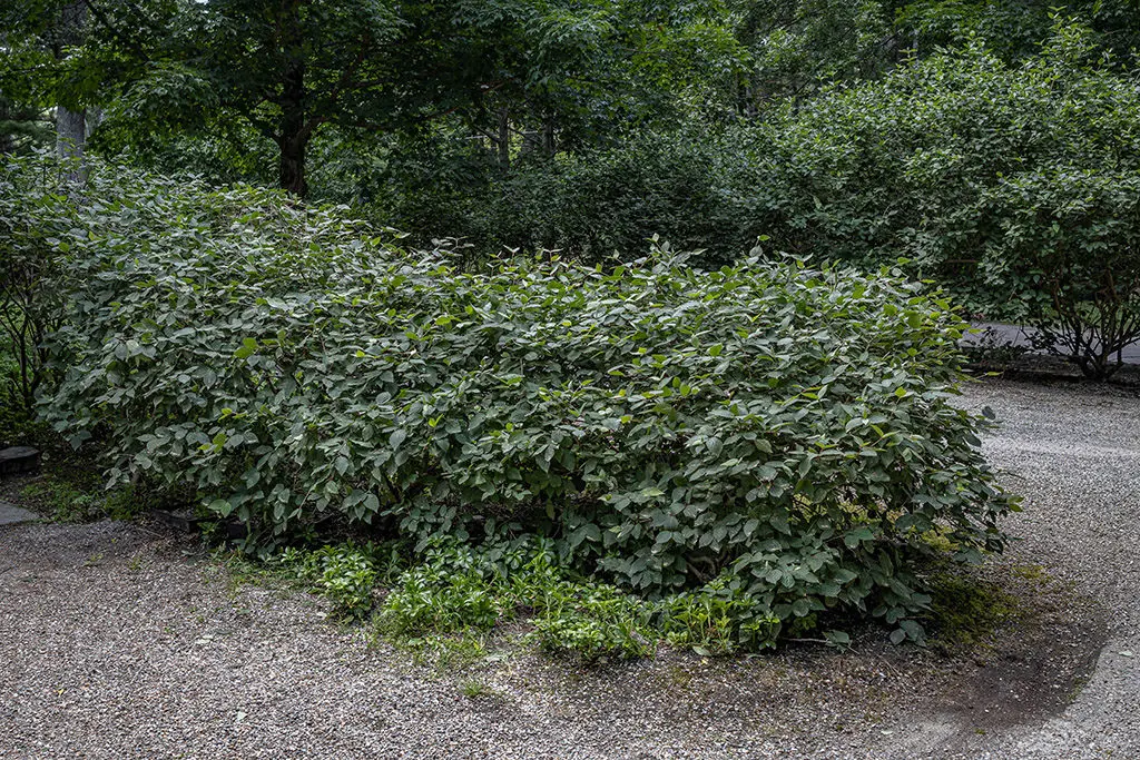 Orezivanje9 | Moje Dvorište Proređivanje vam omogućava da oblikujete bilјke | Moje Dvorište