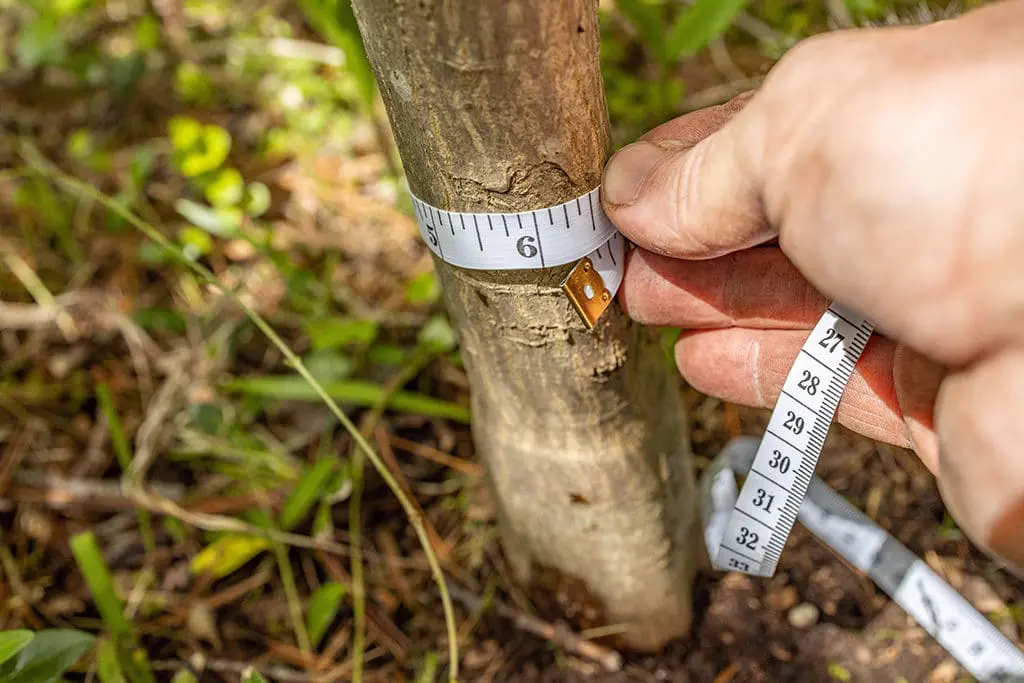 Presađivanje14 | Moje Dvorište Izmerite prečnik debla nekoliko inča od tla | Moje Dvorište