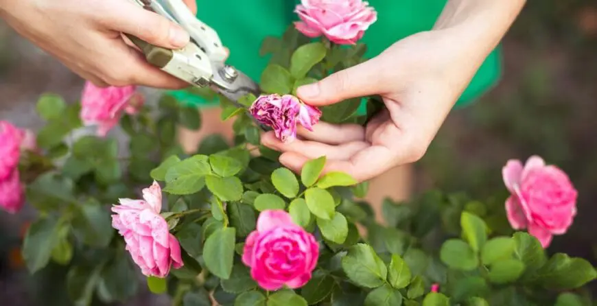 Letnja rezidba | Moje Dvorište | Moje Dvorište