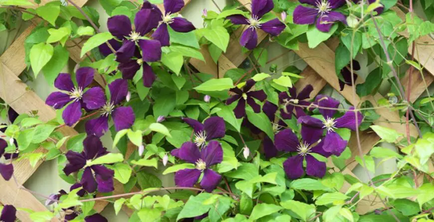 klematis | Moje Dvorište Klematis | Moje Dvorište
