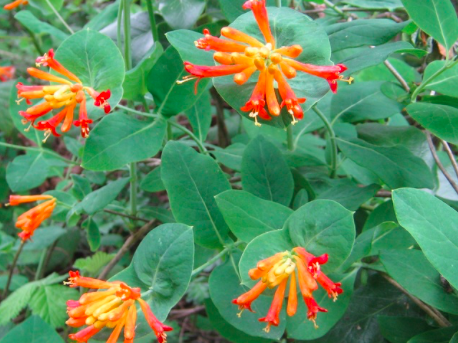 Lonicera ciliosa | Moje Dvorište Lonicera ciliosa | Moje Dvorište
