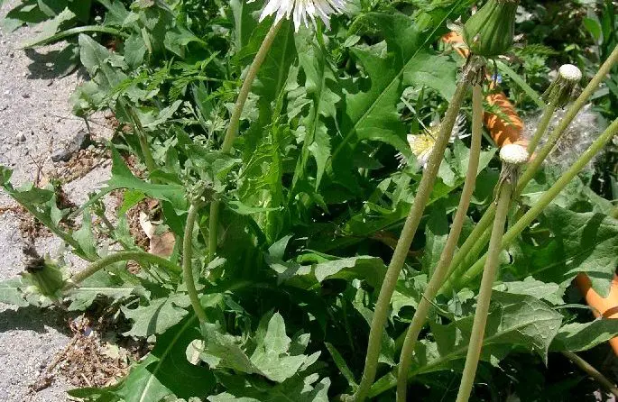 Taraxacum_albidum3 | Moje Dvorište Korov u bašti | Moje Dvorište