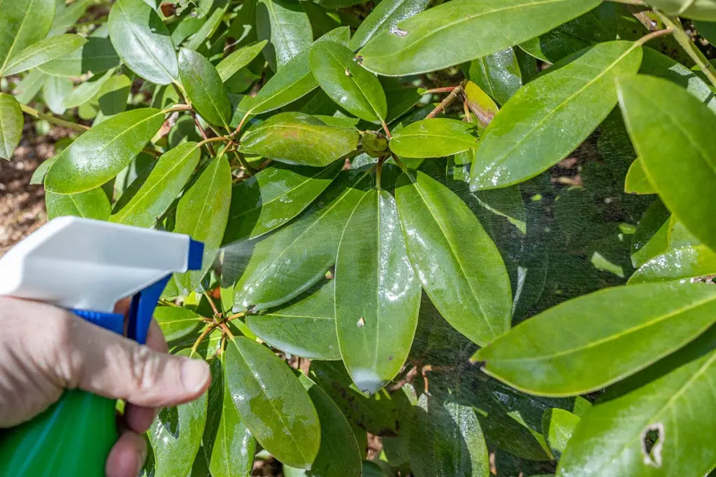 Zimovanje1 | Moje Dvorište Sredstvo protiv sušenja | Moje Dvorište