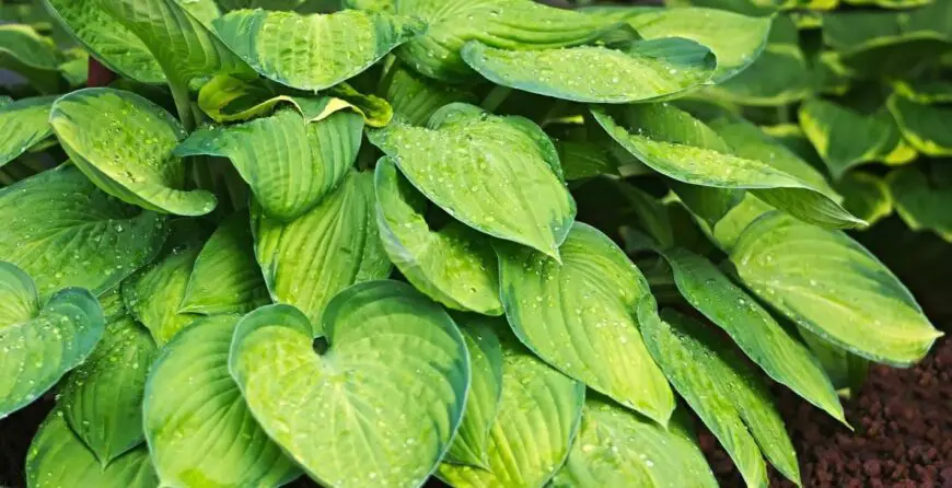 hoste | Moje Dvorište Kako uzgajati hoste | Moje Dvorište