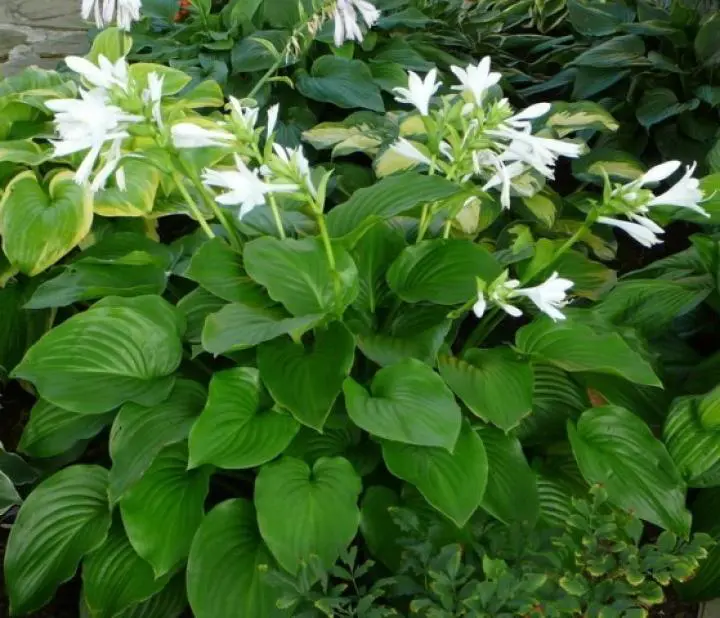 hoste5 | Moje Dvorište Hosta plantaginea | Moje Dvorište