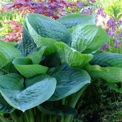 hoste6 | Moje Dvorište Kako uzgajati hoste? Big Daddy | Moje Dvorište