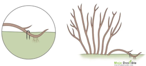 jednostavno raslojavanje | Moje Dvorište Jednostavno raslojavanje | Moje Dvorište
