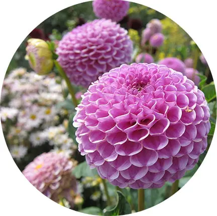 kraj | Moje Dvorište Kurs za baštovane | Moje Dvorište