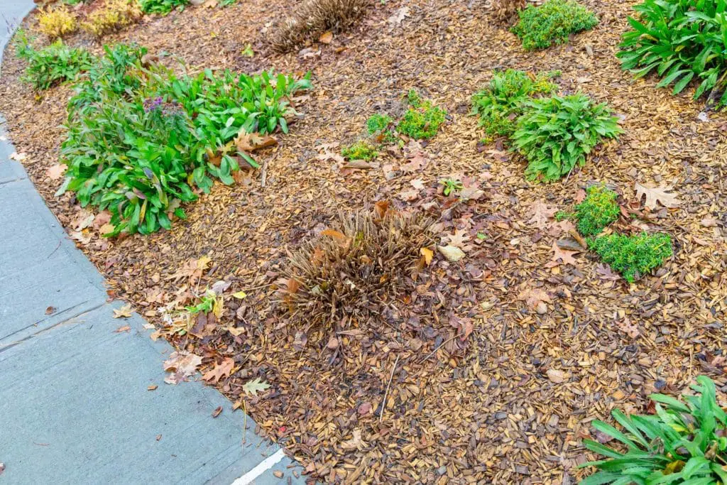 sanitarno orezivanje | Moje Dvorište Sanitarno orezivanje | Moje Dvorište