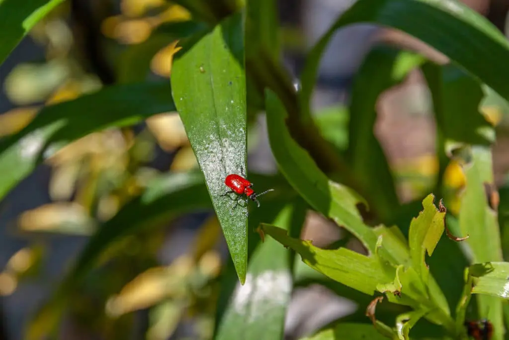 štetočine10 | Moje Dvorište Teško je uhvatiti štetočine na otvorenom | Moje Dvorište