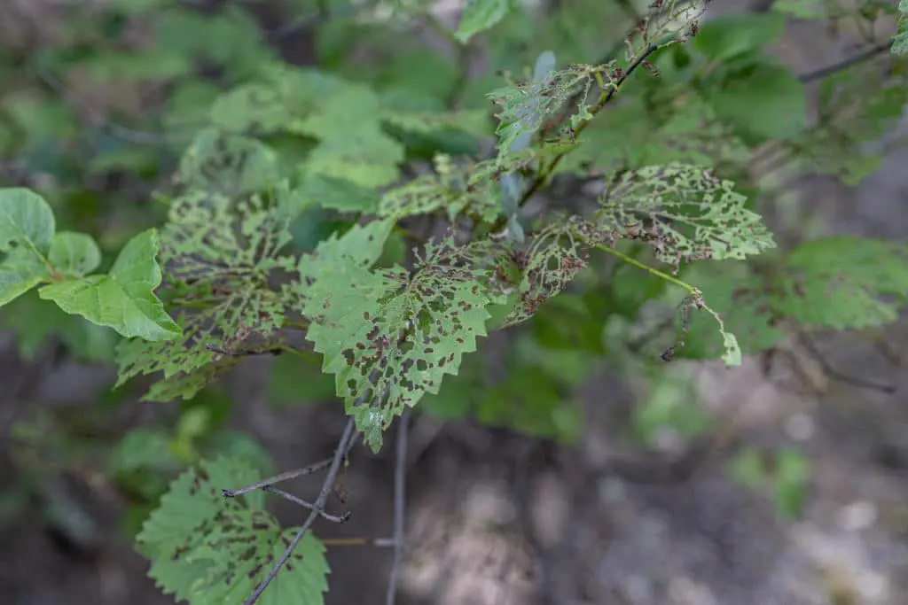 štetočine12 | Moje Dvorište Iskusni baštovani će prepoznati uzrok na prvi pogled | Moje Dvorište