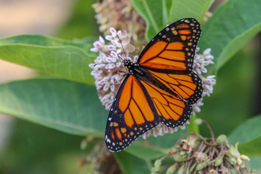 štetočine2 | Moje Dvorište Pesticidi širokog spektra mogu ubiti i korisne insekte | Moje Dvorište