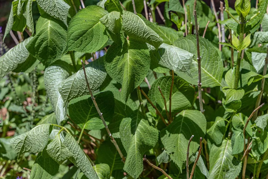štetočine4 | Moje Dvorište Bilјke pod stresom su sklonije štetočinama i bolestima | Moje Dvorište