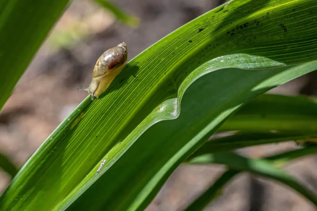 štetočine5 | Moje Dvorište Zdrave bilјke neće zaustaviti sve štetočine | Moje Dvorište