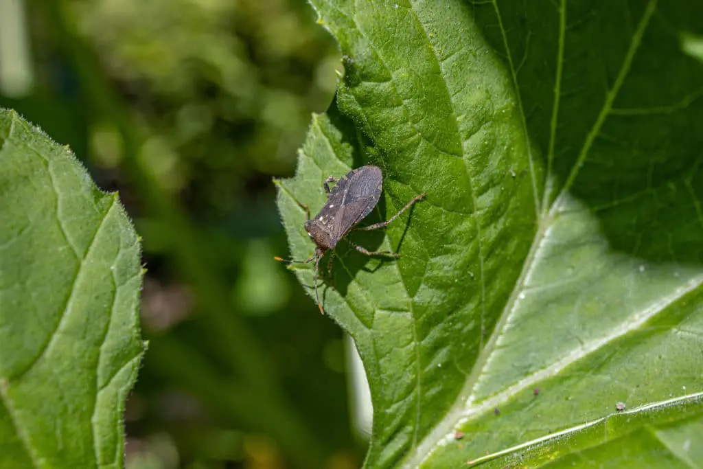 štetočine6 | Moje Dvorište Identifikujte štetočine | Moje Dvorište