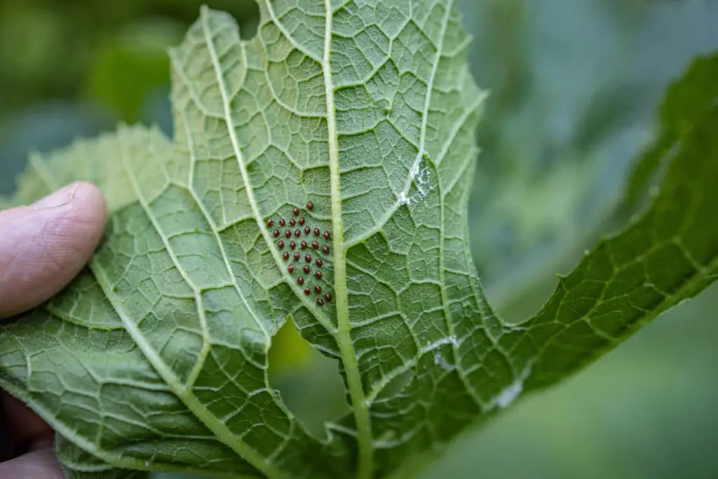 štetočine7 | Moje Dvorište Pogledajte ispod lišća | Moje Dvorište